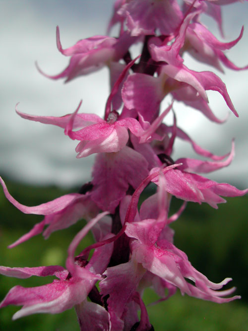 Heimische Orchidee - Knabenkraut