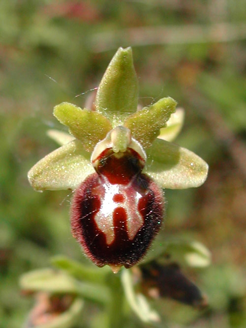 Ophrys sphegodes 