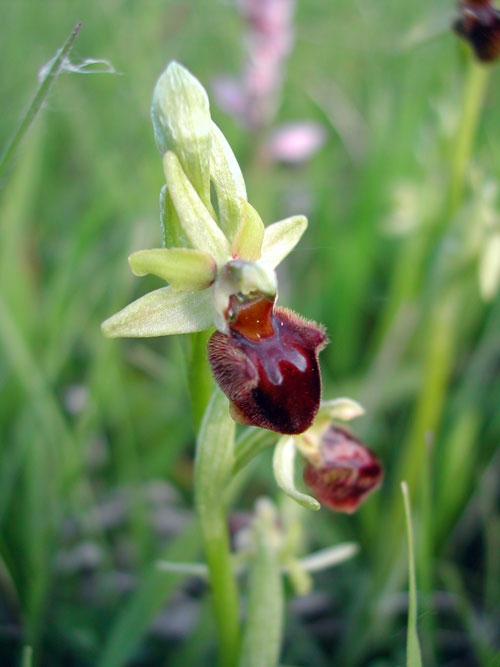 Ophrys sphegodes 